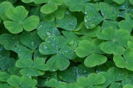 Irish Shamrocks Irish Shamrocks