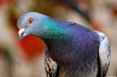 Addiction aux jeux d'argent : pigeon, singe, homme même combat