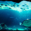 Stingray & Fish - Atlantis Paradise Island