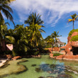 Turtles swimming around Atlantis Paradise Island