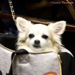 Poker Dog