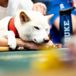Gabriel Ramos Dog