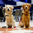 Jensen Bernards dogs