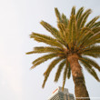 EPT Barcelona 2025 - Location Palm Tree