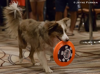 Ty Stewart Talks Millionaire Maker, Botching the Dog Show, and Bringing Fun Back to Poker 101