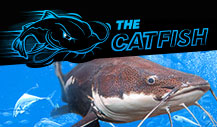 Feeling Hungry? Check Out The "Fish 'N' Chips" Series at 888poker 103