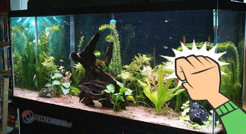 Don't tap the fishtank! 101