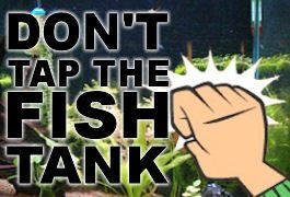 Don't tap the fishtank! 102