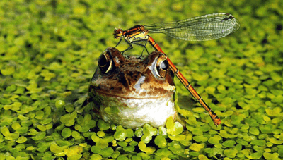 Braunantis per MTT džiungles. Taisyklė nr. 3: rinkitės pelningus turnyrus 101