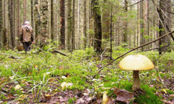 Braunantis per MTT džiungles. Taisyklė nr. 3: rinkitės pelningus turnyrus 104