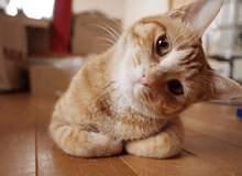 Эксклюзивные фрироллы 30K Winner Wednesday Dozen 102