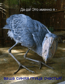 А ты не забыл про «бульон»? 103