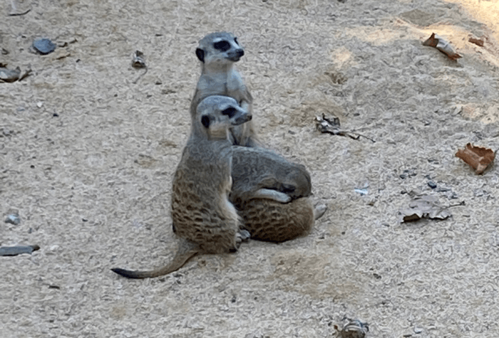 Barcelona Zoo