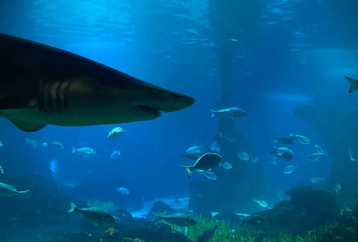 L’Aquàrium de Barcelona