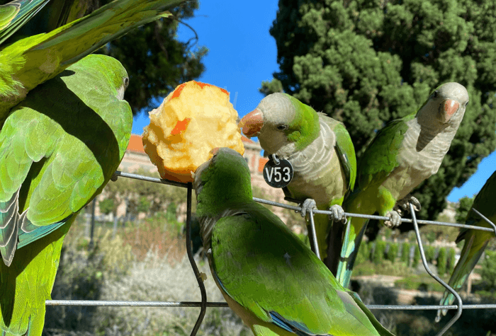 Monk Parakeets at Parc de la Ciutadella