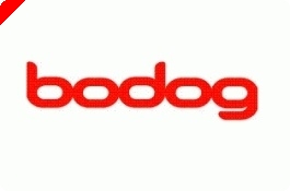 Bodog lance ses 'Mini Poker Series' à partir du 4 juillet