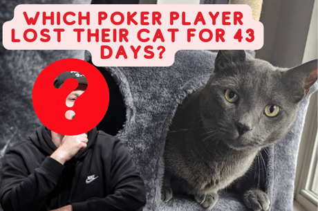Lost and Found: Poker Player Tries for 43 Days to Locate Missing Cat - What Happened?