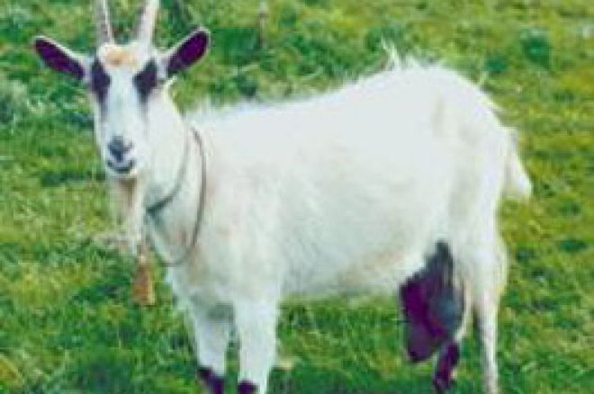 Online site gives 'Poker Goats' as Incentives 0001