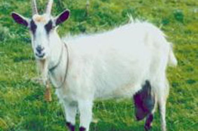 Ziege Ziege