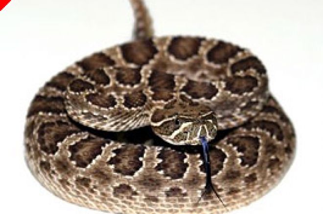 Rattlesnake Murder Plot Tied to Poker Related Debt 0001