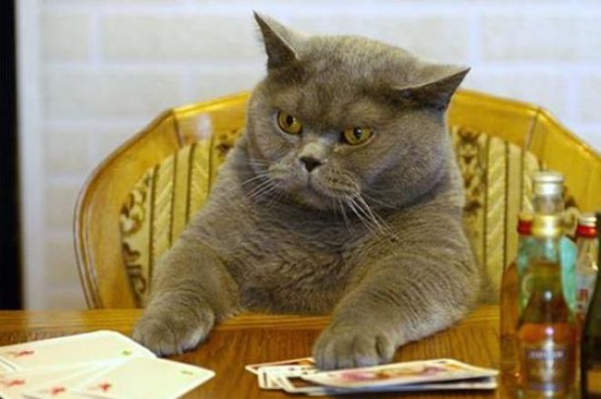 poker iq poker iq