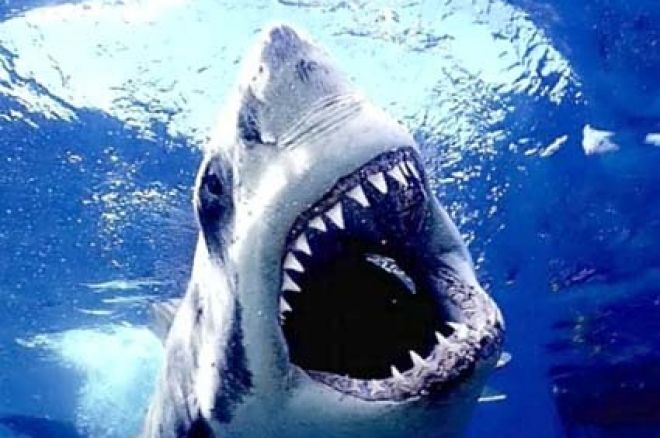 Les sharks étrangers créent la panique sur les rooms françaises 0001