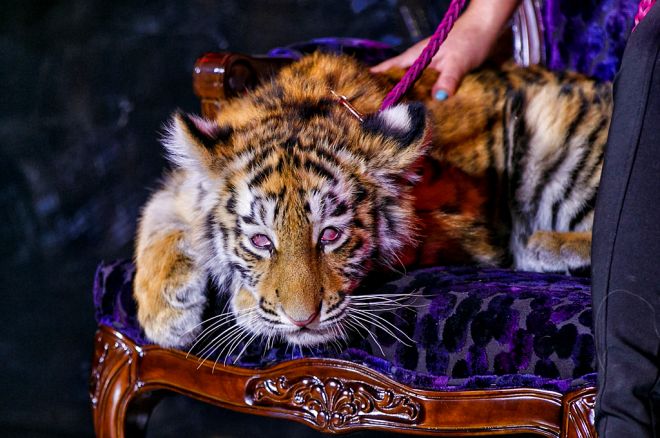 Russia Unveils the Tigre de Cristal Casino 0001